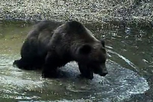 Медведи на «Столбах» открыли купальный сезон
